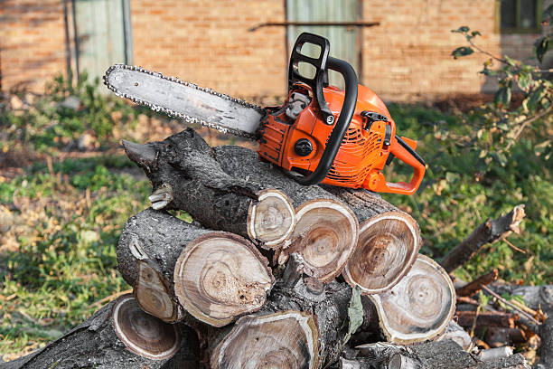 Best Professional Tree Care  in Palm Beach, FL